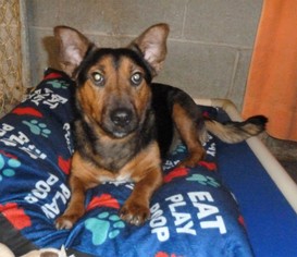 Pembroke Welsh Corgi-Unknown Mix Dogs for adoption in Ashland, VA, USA