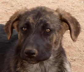 Shepradors Dogs for adoption in Las Cruces, NM, USA