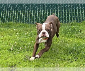 Boston Terrier Dogs for adoption in Springfield, MA, USA