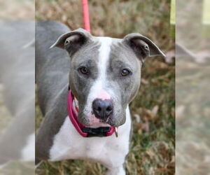 Mutt Dogs for adoption in Glen Allen, VA, USA