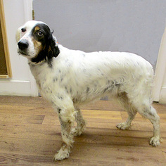 English Setter Dogs for adoption in Fayetteville, TN, USA