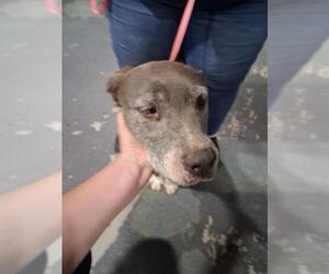 American Pit Bull Terrier Dogs for adoption in Bakersfield, CA, USA