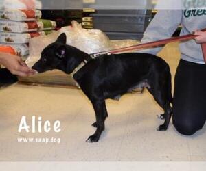 Schipperke Dogs for adoption in Newport, KY, USA