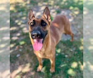 Mutt Dogs for adoption in Riverside, CA, USA