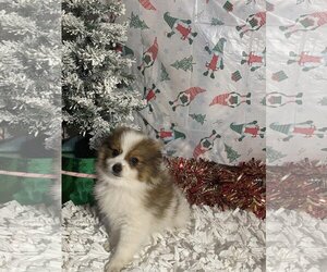 Pomeranian Dogs for adoption in HOPKINSVILLE/PRINCETON, KY, NH, USA