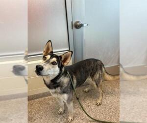 Siberian Husky-Unknown Mix Dogs for adoption in Pueblo, CO, USA