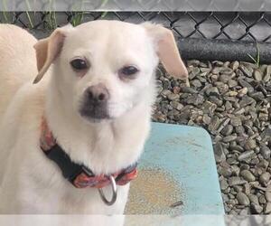 Chihuahua Dogs for adoption in Santa Cruz, CA, USA