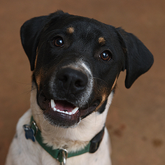 Boxer Dogs for adoption in Kanab, UT, USA
