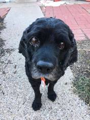 Small Cocker Spaniel