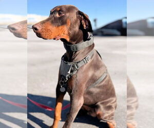 Doberman Pinscher Dogs for adoption in Omaha, NE, USA