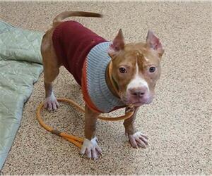 American Pit Bull Terrier-Unknown Mix Dogs for adoption in Springfield, MA, USA