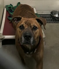 Boxador Dogs for adoption in St. Ann, MO, USA