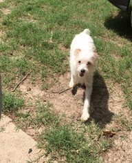 jack russell terrier maltese mix