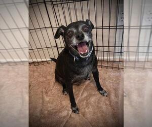 Chug Dogs for adoption in Tempe, AZ, USA