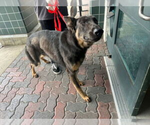 German Shepherd Dog Dogs for adoption in Rancho Cucamonga, CA, USA