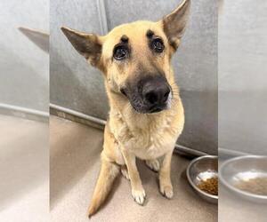 German Shepherd Dog Dogs for adoption in HESPERIA, CA, USA