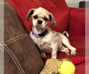 Havanese Dogs for adoption in Glen Haven, WI, USA