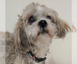 Shih Tzu Dogs for adoption in Bemidji, MN, USA
