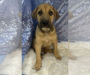 Mutt Dogs for adoption in Clarkesville, GA, USA