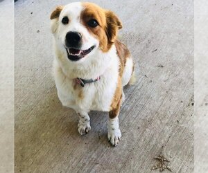 Border-Aussie Dogs for adoption in DuQuoin, IL, USA