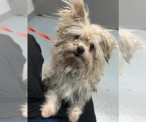 Shih Tzu-Unknown Mix Dogs for adoption in St. Cloud, FL, USA
