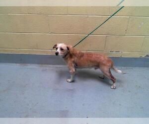 Chiweenie Dogs for adoption in Tulsa, OK, USA