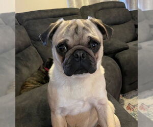 Pug Dogs for adoption in Indianapolis, IN, USA