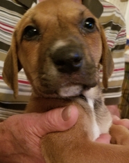 Medium Photo #1 Labrador Retriever-Unknown Mix Puppy For Sale in Morganville, NJ, USA