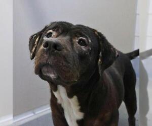American Staffordshire Terrier-Unknown Mix Dogs for adoption in San Antonio, TX, USA