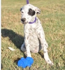 Lab-Pointer Dogs for adoption in Forrest City, AR, USA