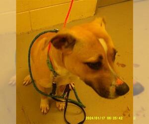 Labrador Retriever Dogs for adoption in Sanford, FL, USA