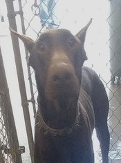 Doberman Pinscher Dogs for adoption in Pottstown, PA, USA