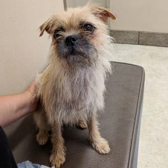 Brussels Griffon-Unknown Mix Dogs for adoption in Plano, TX, USA
