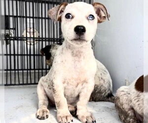 Mutt Dogs for adoption in Houston, TX, USA
