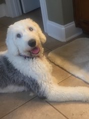 Old English Sheepdog Dogs for adoption in Columbia, TN, USA