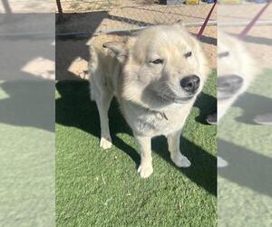 Alaskan Malamute Dogs for adoption in HESPERIA, CA, USA