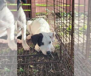American Staffordshire Terrier-Unknown Mix Dogs for adoption in San Antonio, TX, USA