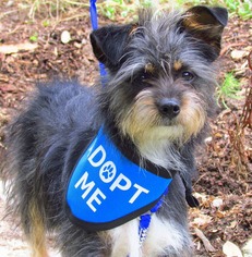 Brussels Griffon-Unknown Mix Dogs for adoption in Redondo Beach, CA, USA