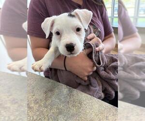 American Pit Bull Terrier-Unknown Mix Dogs for adoption in Pueblo, CO, USA