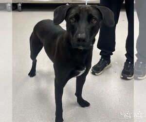 Labrador Retriever-Unknown Mix Dogs for adoption in Washington, DC, USA