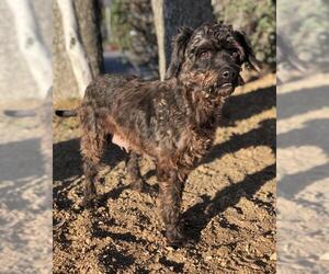 Poodle (Miniature) Dogs for adoption in PIPE CREEK, TX, USA