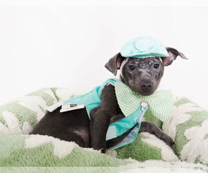 Medium Photo #1 Chihuahua-Unknown Mix Puppy For Sale in phoenix, AZ, USA