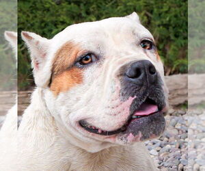 American Staffordshire Terrier-Bulldog Mix Dogs for adoption in Albuquerque, NM, USA