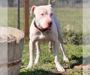 Bullypit Dogs for adoption in Sequim, WA, USA