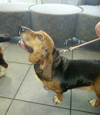 Basset Hound Dogs for adoption in Mt. Sterling, OH, USA