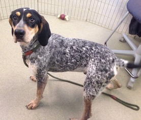 Bluetick Coonhound Dogs for adoption in Valley Falls, KS, USA