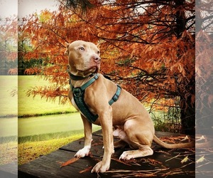 American Pit Bull Terrier Dogs for adoption in Loganville, GA, USA