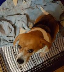 Medium Photo #1 Beagle Puppy For Sale in Alton, IL, USA