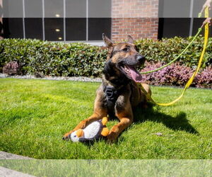 German Shepherd Dog Dogs for adoption in Seattle, WA, USA