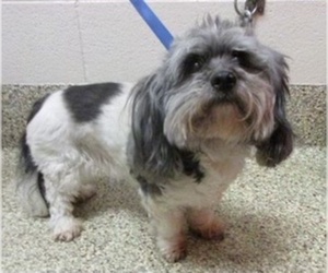 Shih Tzu Dogs for adoption in Lakewood, CO, USA
